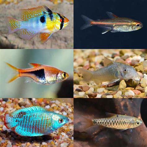 liveaquaria|Freshwater Fish: Freshwater Tropical Fish Species for Tropical Fish Ta.